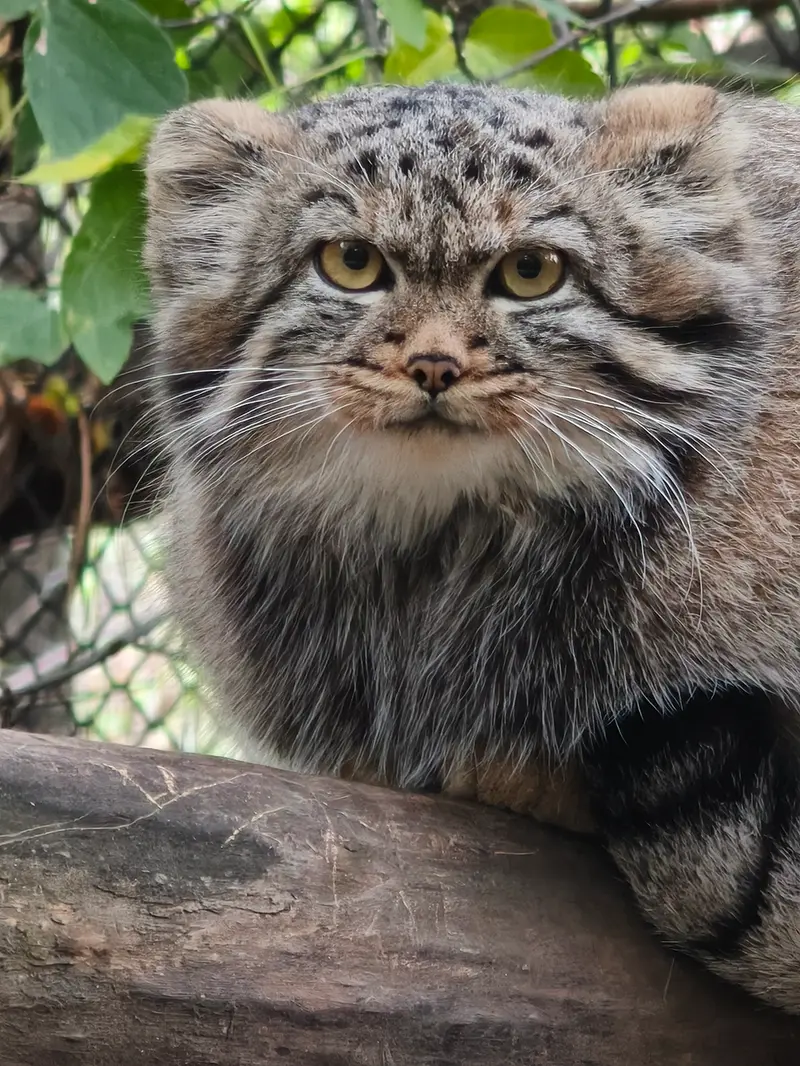 A photograph of a Pallas's cat in Novosibirsk Zoo