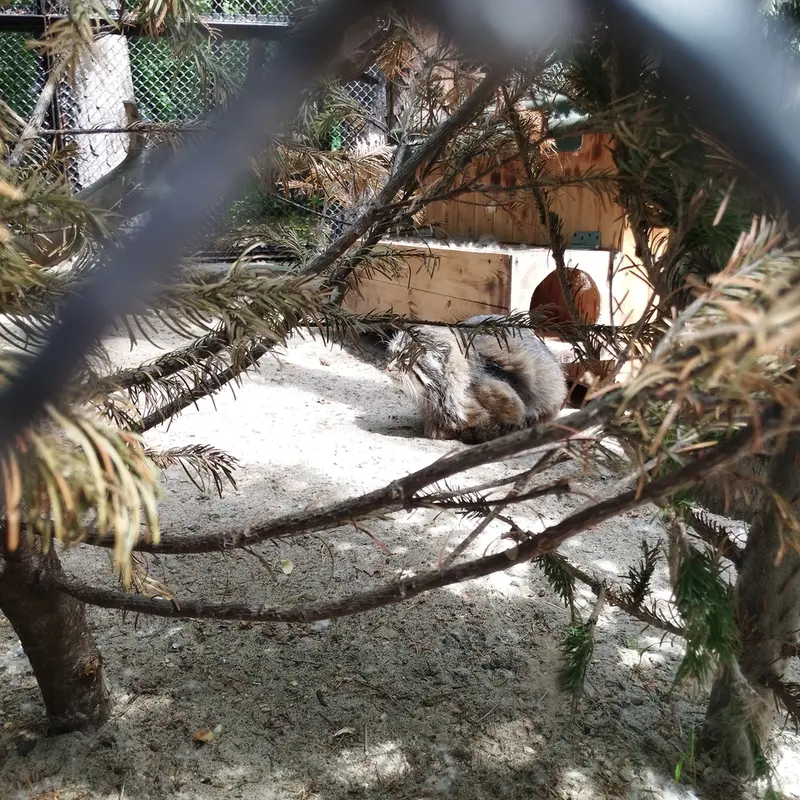 A photograph of Zelenogorsk in Novosibirsk Zoo