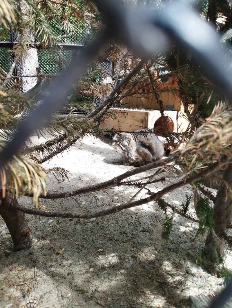 A photograph of Zelenogorsk in Novosibirsk Zoo