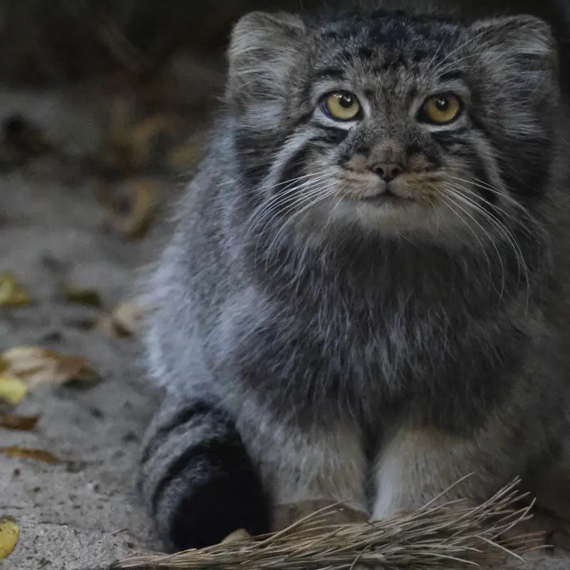 A photograph of Kitten of Eve b.2026  Ⅲ in Novosibirsk Zoo