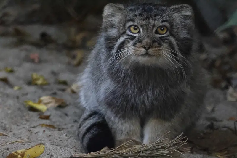 A photograph of a Pallas's cat in Novosibirsk Zoo