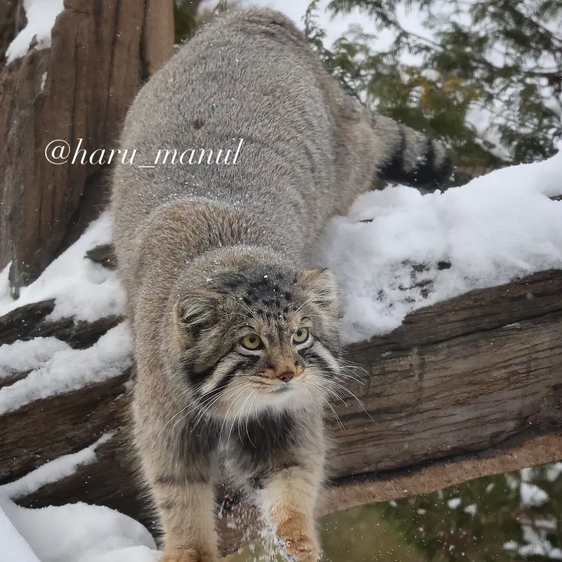 A photograph of Nagomu in Nasu Animal Kingdom