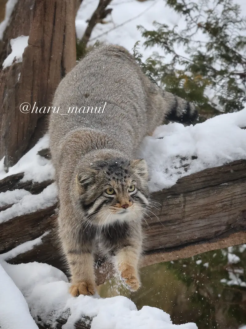 A photograph of Nagomu in Nasu Animal Kingdom