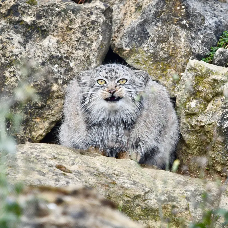 A photograph of Deizi in Port Lympne Wild Animal Park
