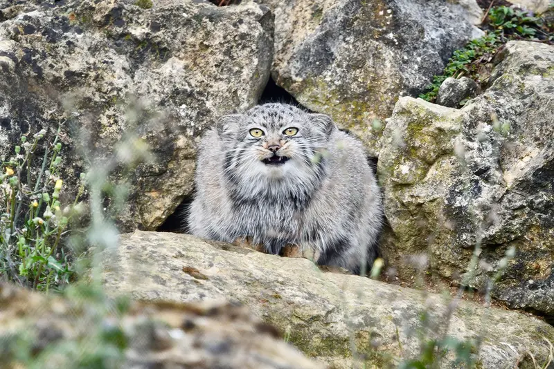 A photograph of Deizi in Port Lympne Wild Animal Park