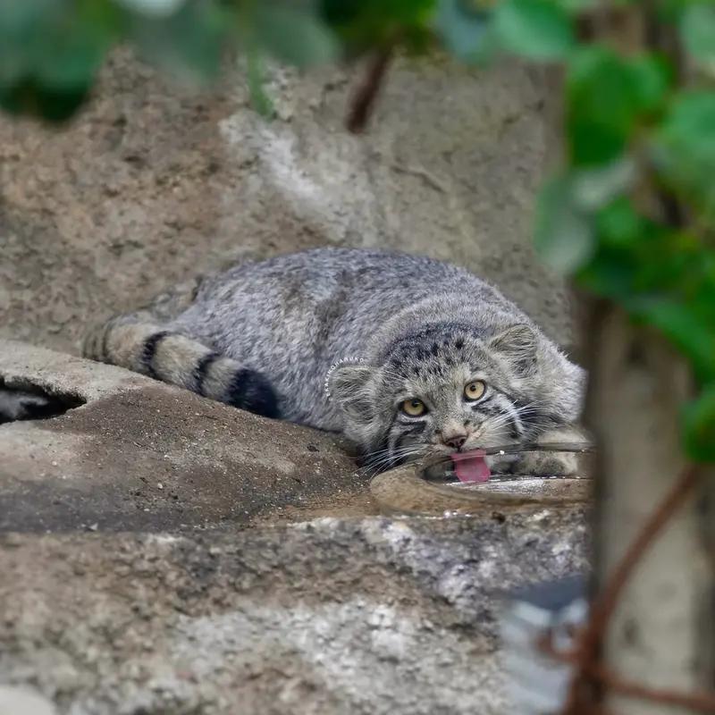 A photograph of San in Kobe Animal Kingdom