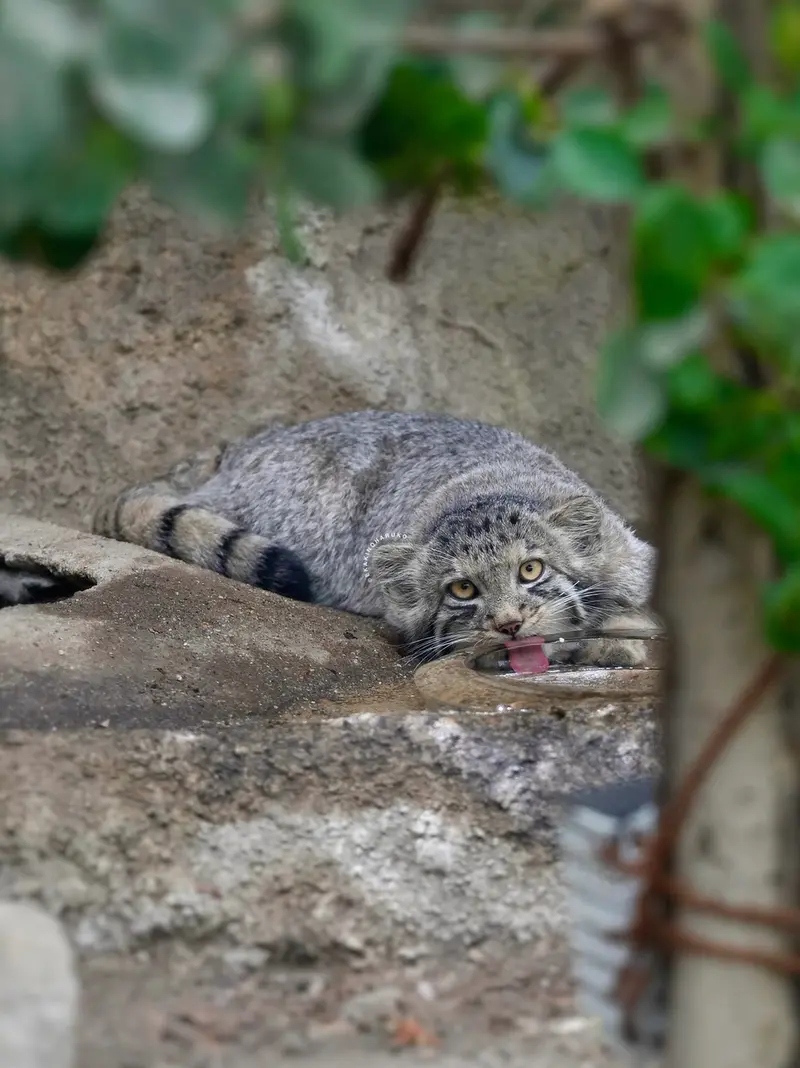 A photograph of San in Kobe Animal Kingdom