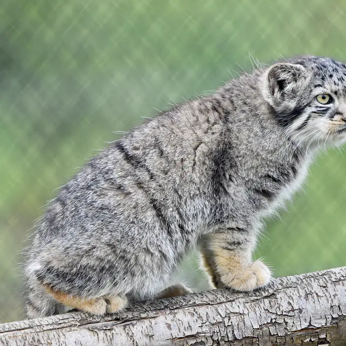 A photograph of a Pallas's cat in Port Lympne Wild Animal Park