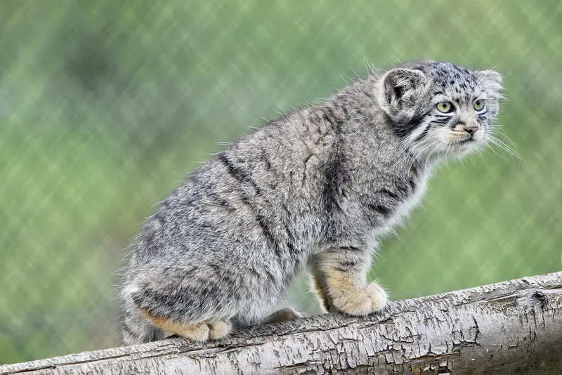 A photograph of a Pallas's cat in Port Lympne Wild Animal Park