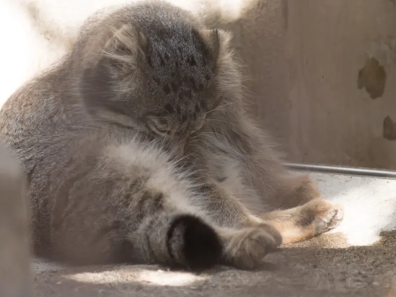 A photograph of Figa in Nogeyama Zoo