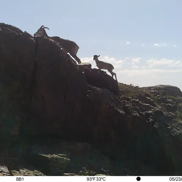 A photograph of Argali from Aktas-Kunkora camera trap