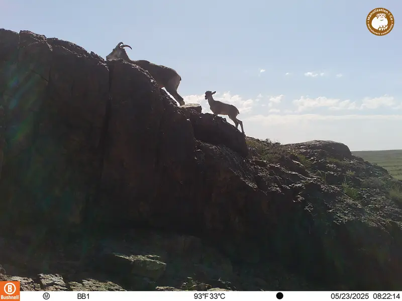 A photograph of Argali from Aktas-Kunkora camera trap