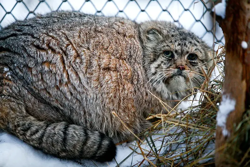 A photograph of a Pallas's cat