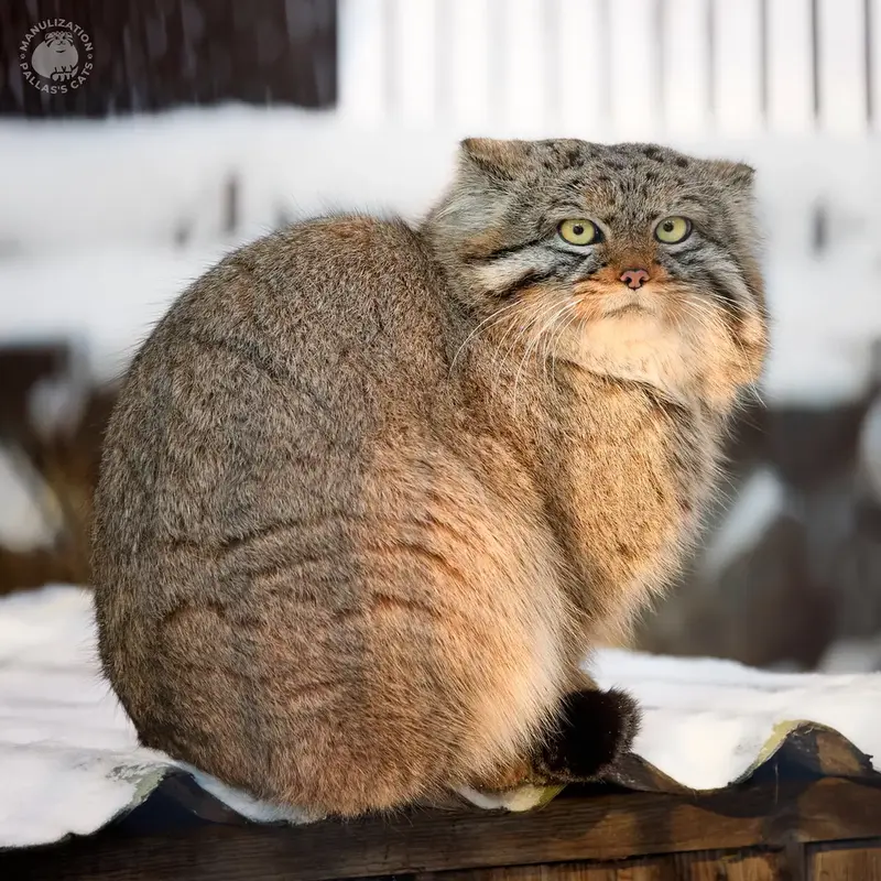 A photograph of a Pallas's cat