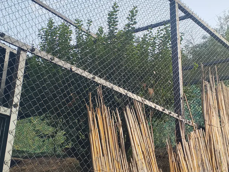 A photograph of Manó and Nanó in Yerevan Zoo