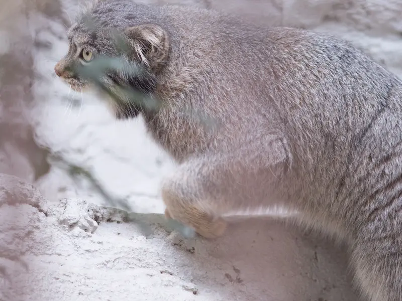 A photograph of Figa in Nogeyama Zoo