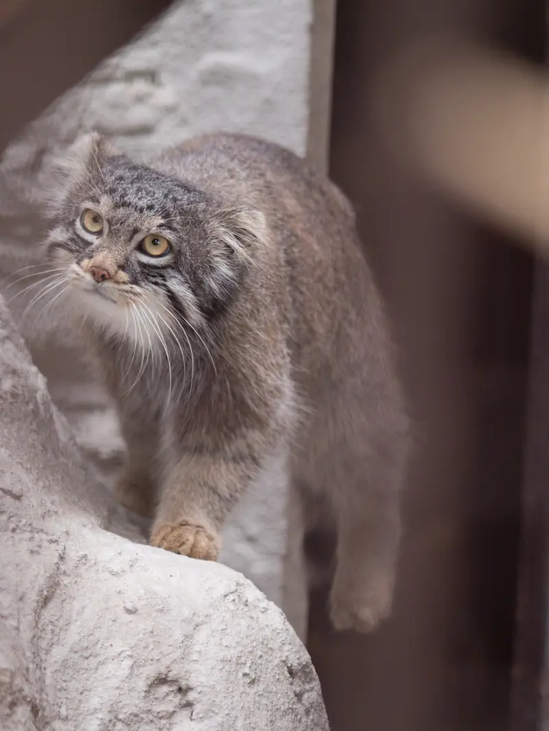 A photograph of Figa in Nogeyama Zoo