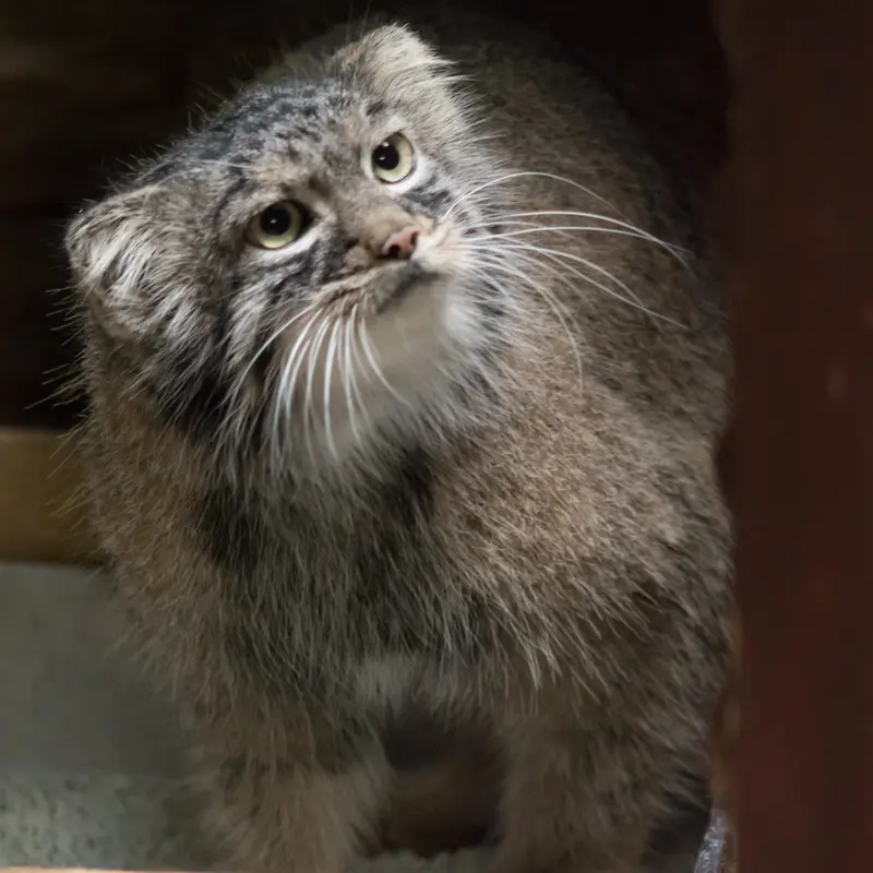 A photograph of Shafran in Ueno Zoological Gardens