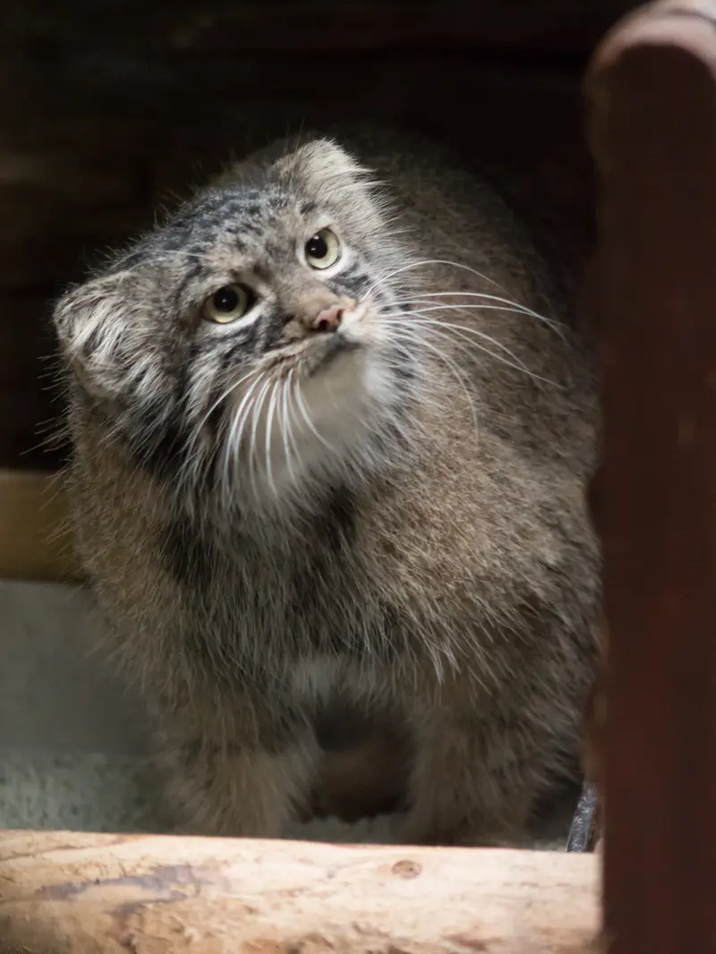 A photograph of Shafran in Ueno Zoological Gardens