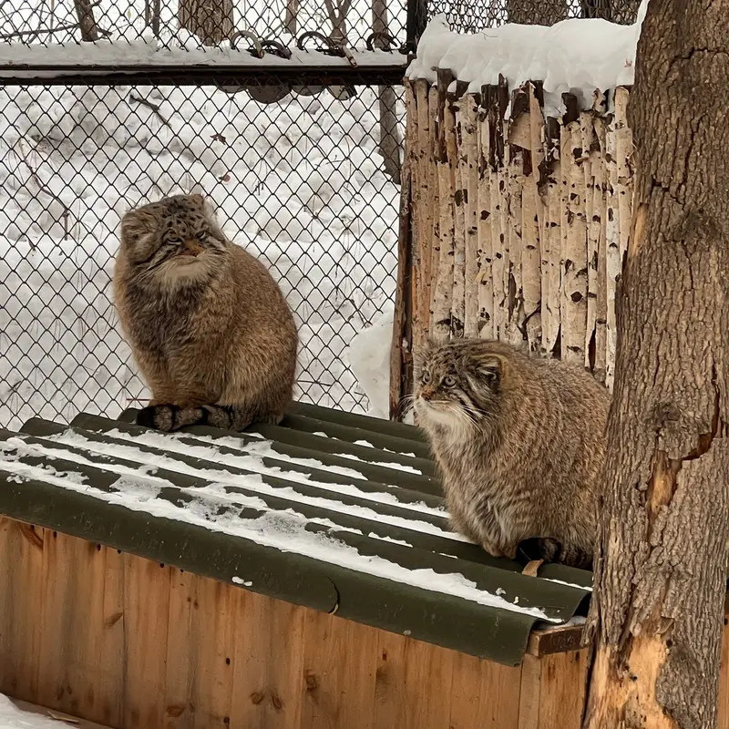 A photograph of Mia and George in Novosibirsk Zoo