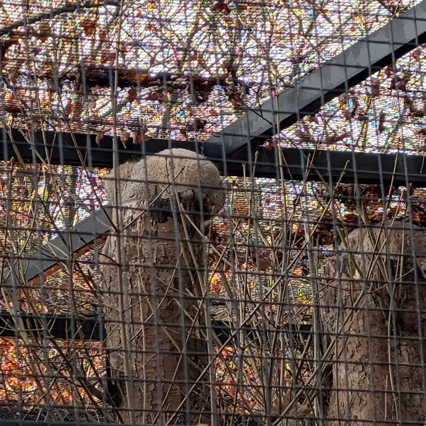 A photograph of Zaya and Sayan in Gdansk Zoo
