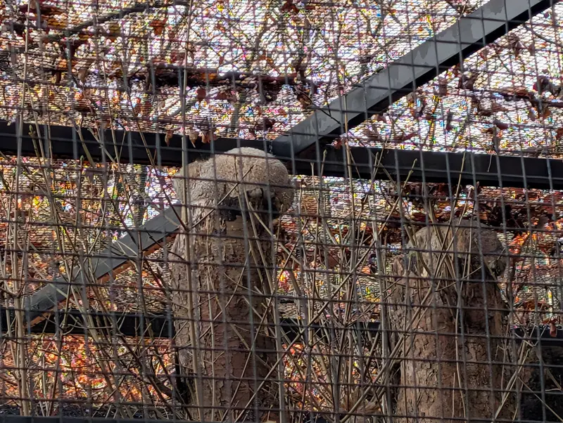 A photograph of Zaya and Sayan in Gdansk Zoo