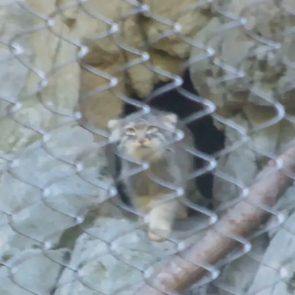 A photograph of a Pallas's cat in Woodland Park Zoo