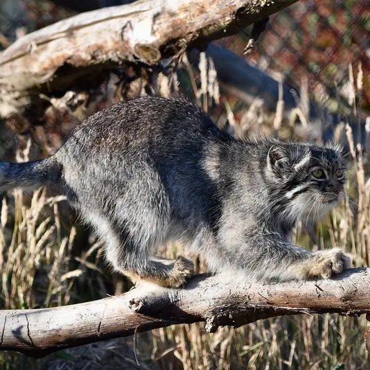 A photograph of Atlan in Port Lympne Wild Animal Park