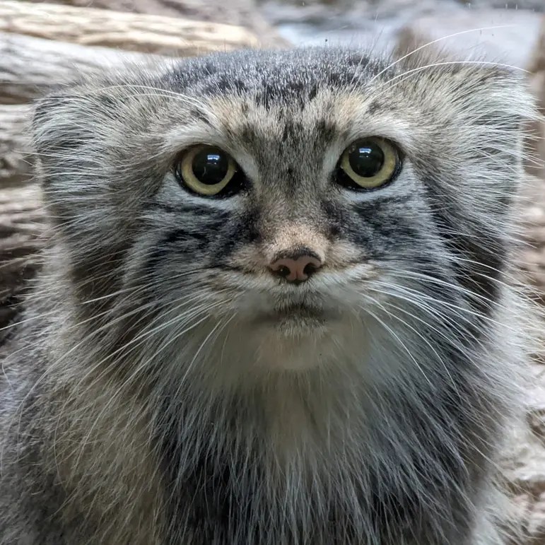 A photograph of Mischa in Birmingham Zoo