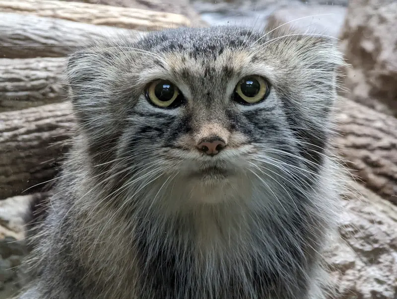 A photograph of Mischa in Birmingham Zoo