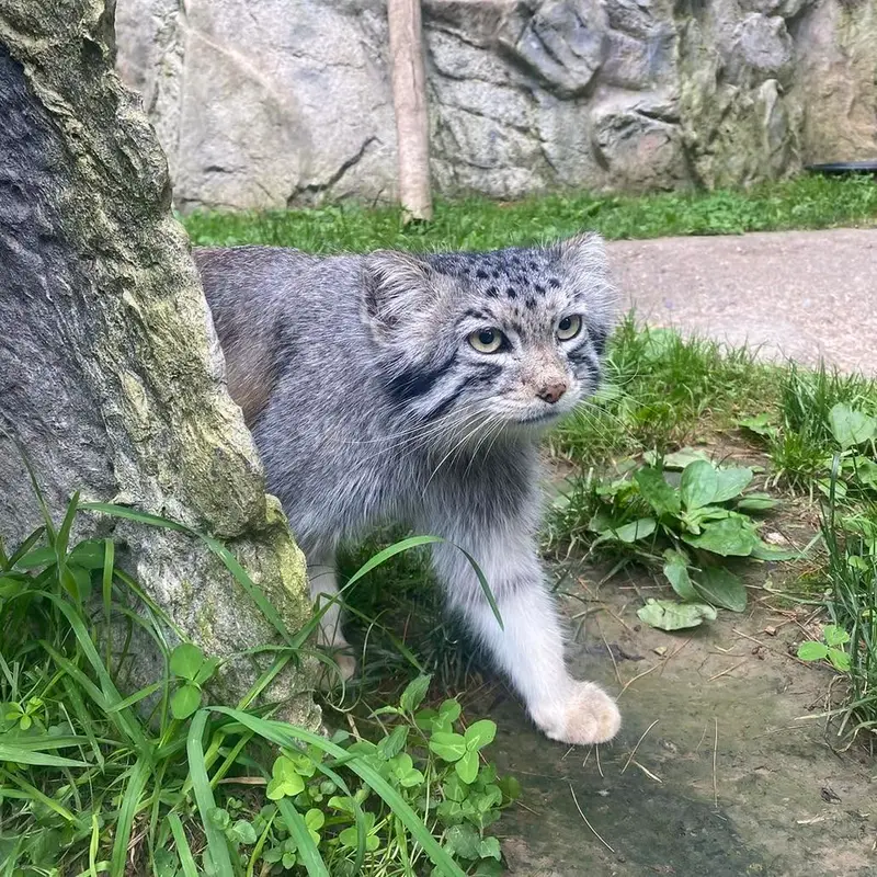 A photograph of Makari in Binghamton Zoo at Ross Park