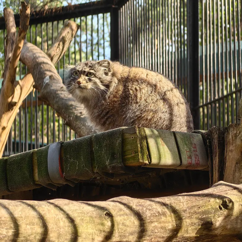 A photograph of Grey in Novosibirsk Zoo