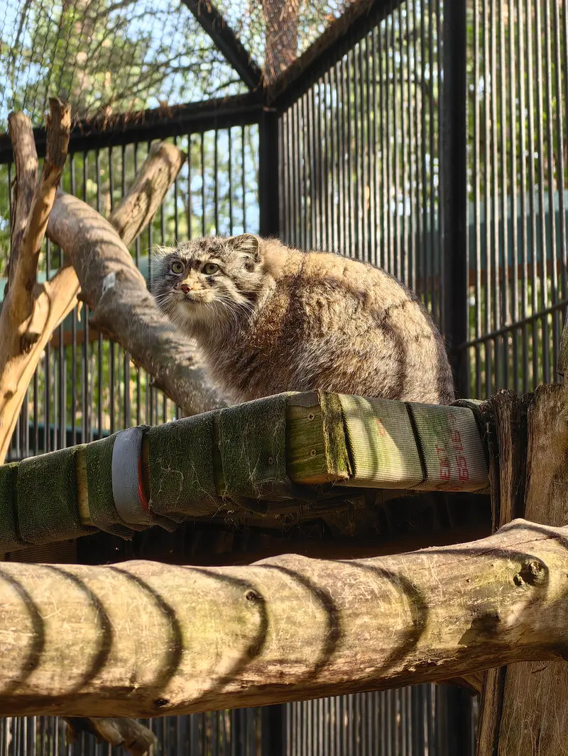A photograph of Grey in Novosibirsk Zoo