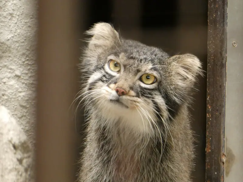 A photograph of Figa in Nogeyama Zoo