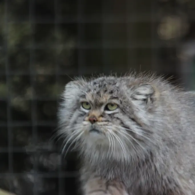 A photograph of Buck in Banham Zoo