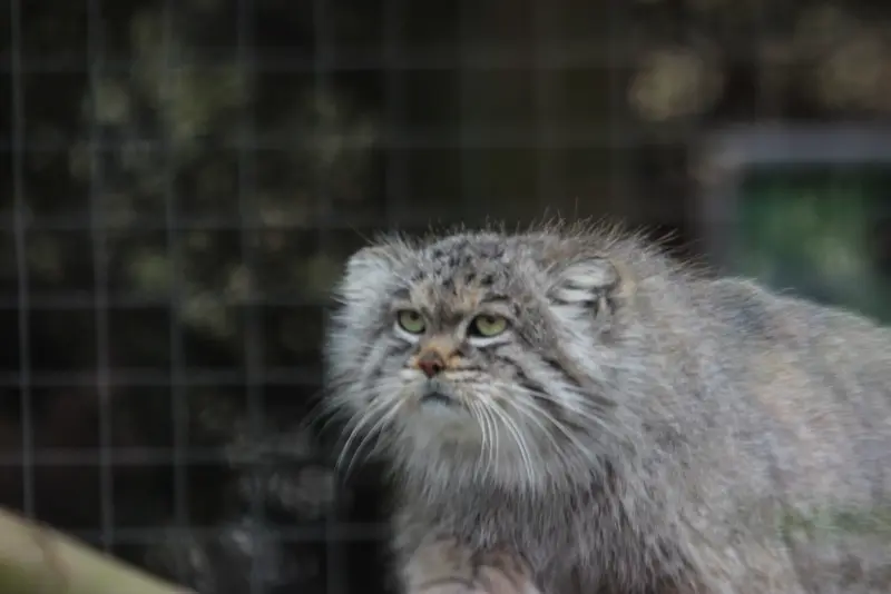A photograph of Buck in Banham Zoo
