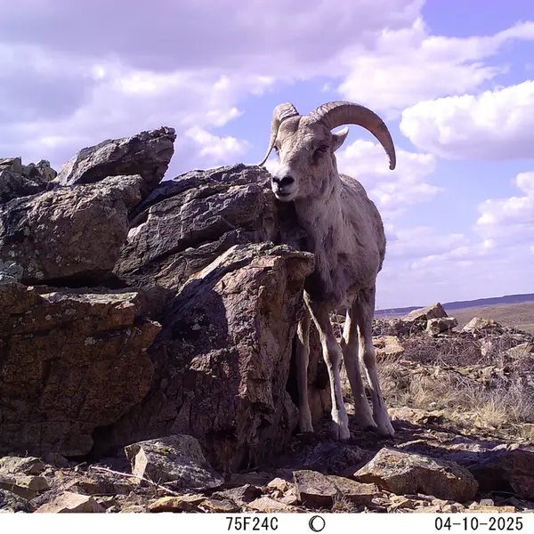 A photograph of Argali from Karashoky camera trap