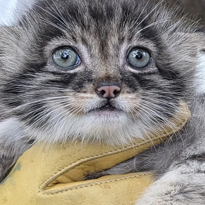 A photograph of Kitten of Eevie b.2026 Ⅰ in Niabi Zoo