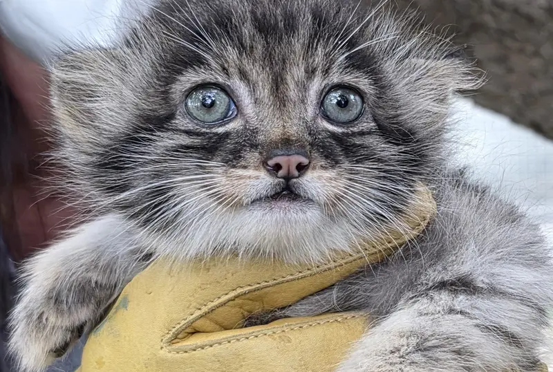 A photograph of Kitten of Eevie b.2026 Ⅰ in Niabi Zoo