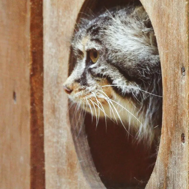 A photograph of a Pallas's cat