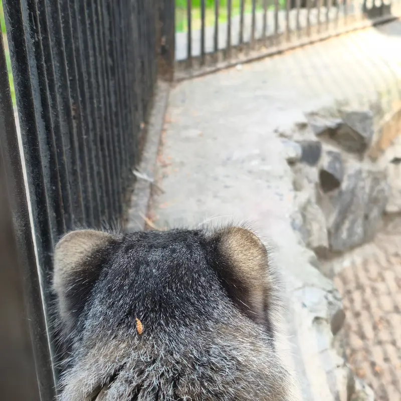 A photograph of Grey in Novosibirsk Zoo