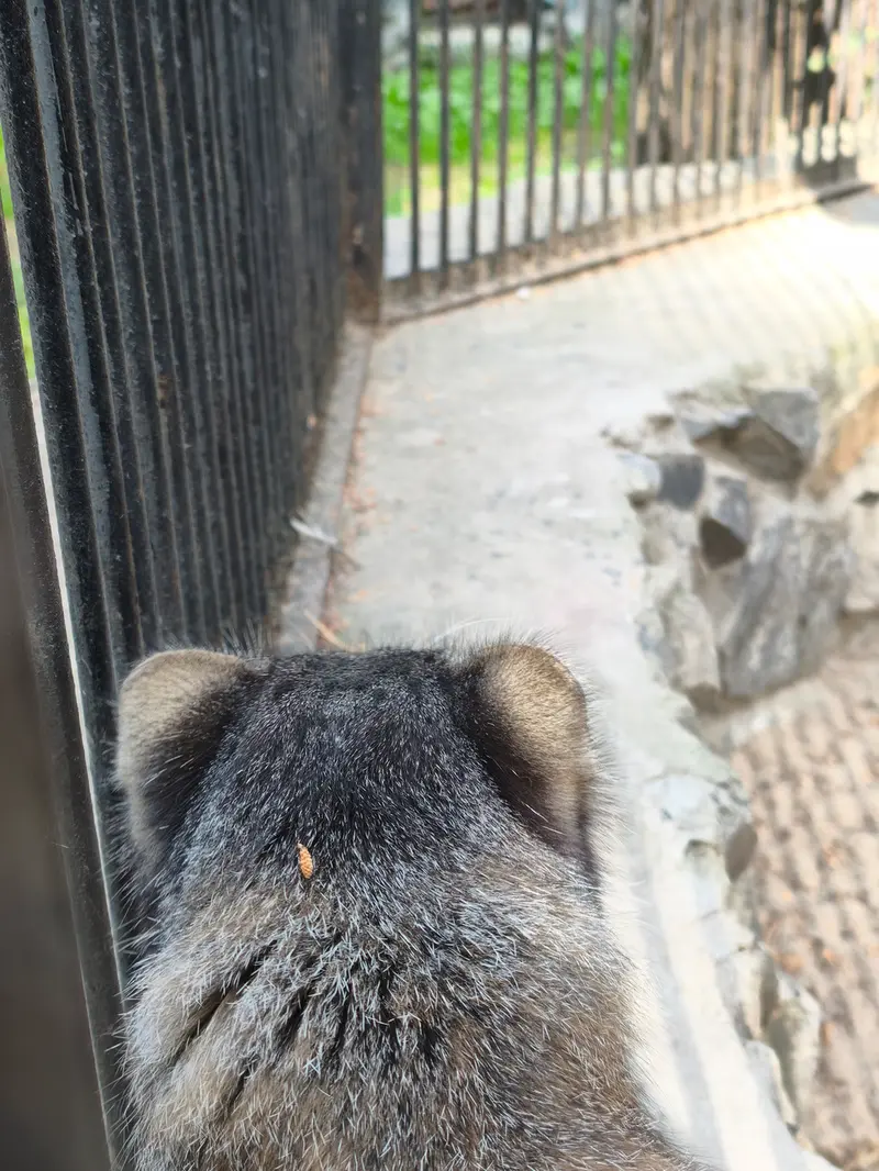 A photograph of Grey in Novosibirsk Zoo