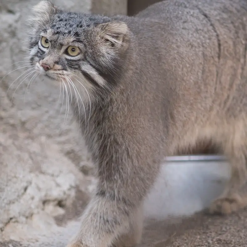 A photograph of Figa in Nogeyama Zoo