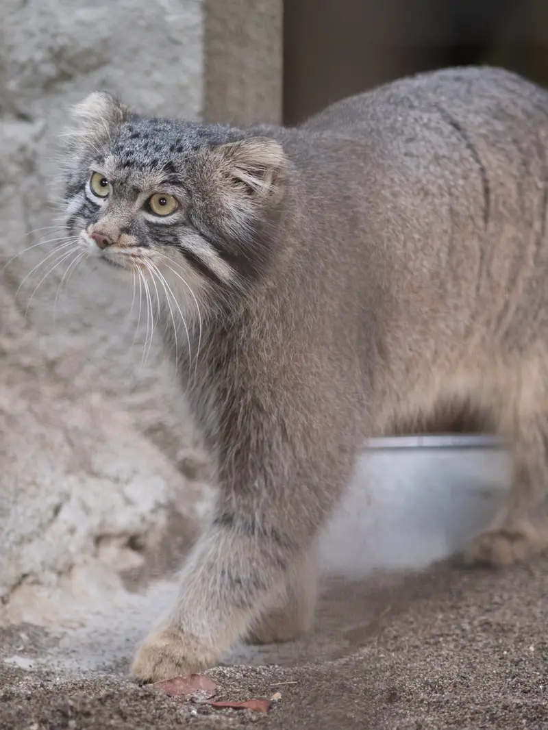 A photograph of Figa in Nogeyama Zoo