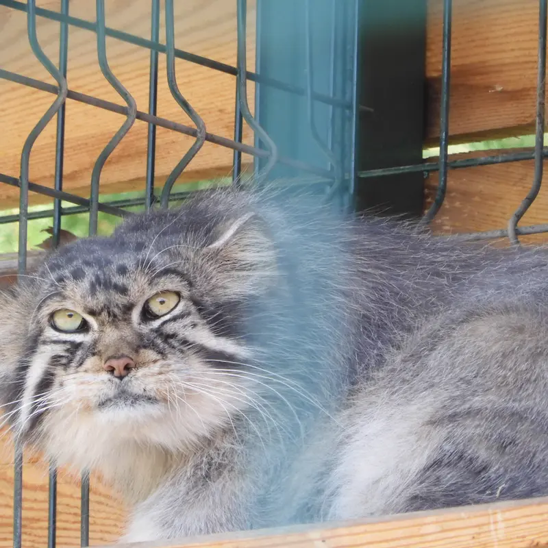 A photograph of a Pallas's cat