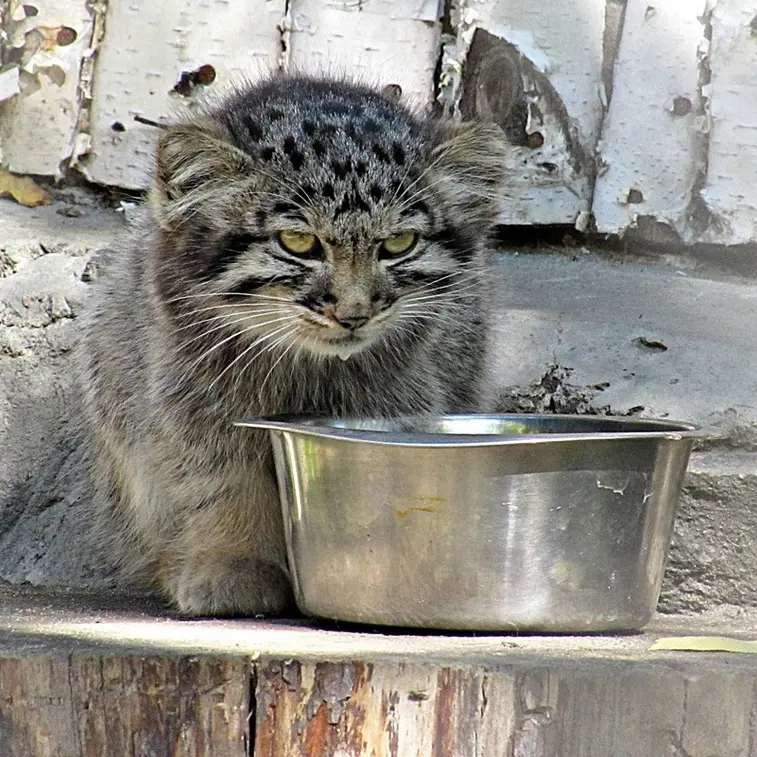 A photograph of a Pallas&#039;s cat in Novosibirsk Zoo