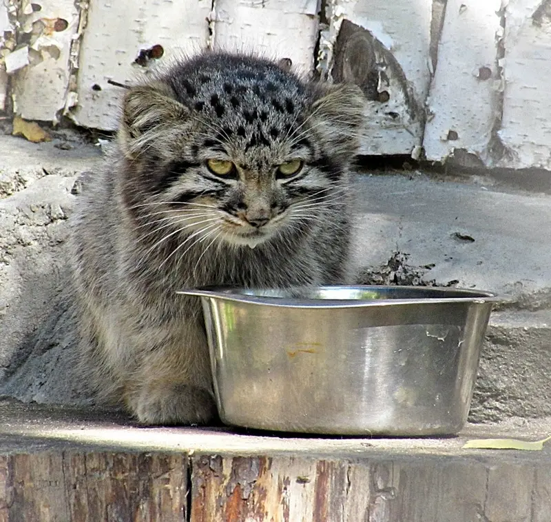 A photograph of a Pallas&#039;s cat in Novosibirsk Zoo