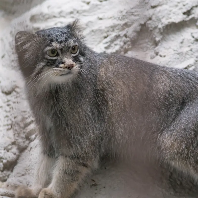 A photograph of Figa in Nogeyama Zoo