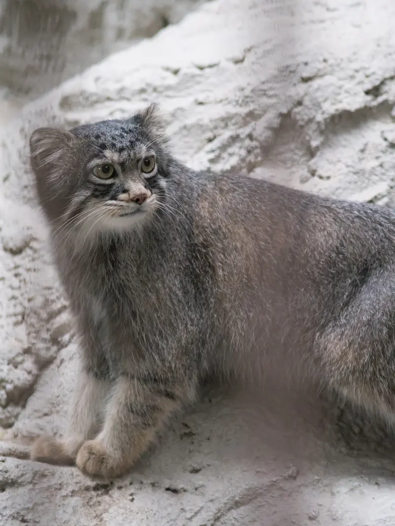 A photograph of Figa in Nogeyama Zoo