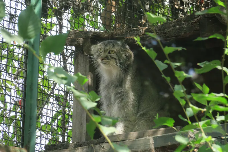 A photograph of Lucy in Budapest Zoo & Botanical Garden